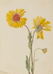 Mehrjährige Gaillardia Gaillardia aristata, 1904