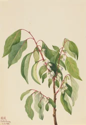 Kaki Diospyros virginiana, 1932
