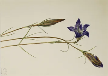 Kiefernheide-Enzian (Gentiana porphyrio)