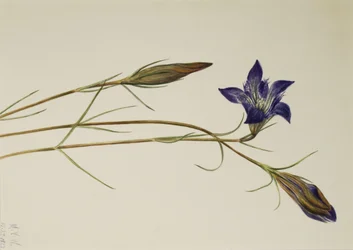 Kiefernheide-Enzian Gentiana porphyrio, 1923