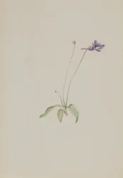 Pinguicula vulgaris