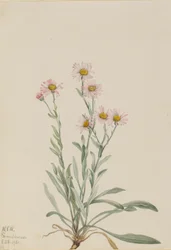 Rosa Berufkraut (Erigeron caespitosus)