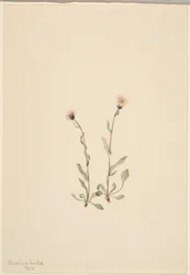 Rosa Berufkraut (Erigeron jucundus)