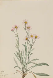 Rosa Berufkraut Erigeron caespitosus, 1921