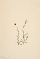 Rosa Berufkraut, 1904