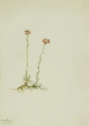 Rosenrotes Katzenpfötchen (Antennaria rosea)