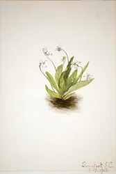 Primelveilchen (Viola primulifolia)