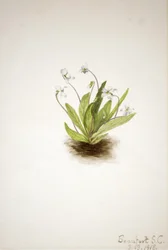 Primel-Veilchen Viola primulifolia