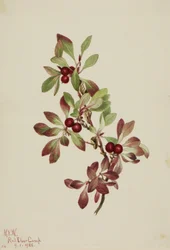 Alpenbärentraube (Arctous alpina)