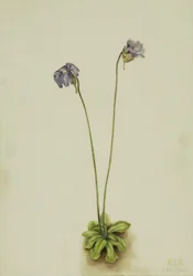 Lila Fettkraut (Pinguicula elatior)
