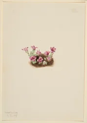 Purpur-Steinbrech (Saxifrage oppositifolia)