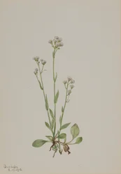 Katzenpfötchen, Antennaria racemosa, 1918.