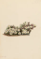 Pyxie Pyxidanthera barbulata