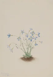 Quakerladies (Houstonia caerulea)