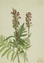 Rothelm (Pedicularis bracteosa)