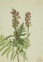 Rothelm-Pedicularis bracteosa, 1924