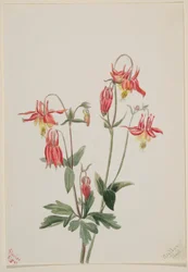 Rote Akelei (Aquilegia formosa)