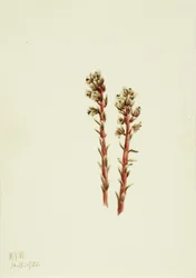 Rote Kiefernsap (Hypopitys lanuginosa)