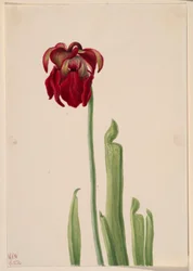 Roter Schlauchpflanze (Sarracenia jonesii)