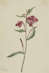 Rotes Weidenröschen (Epilobium latifolium)
