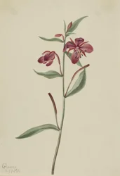 Rotes Weidenröschen Epilobium latifolium