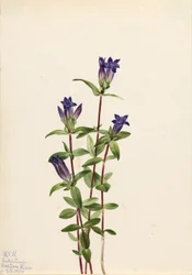 Ufer-Gentian (Gentiana affinis)
