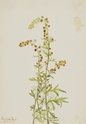 Felsen-Wermut (Artemisia discolor)