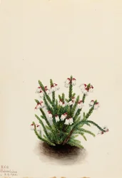 Rocky Mountain Cassiope (Cassiope mertensiana)