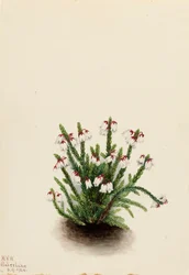 Rocky Mountain Cassiope