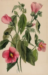 Rosenenzian (Sabbatia angularis)