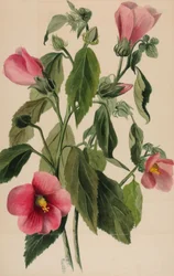 Rosenenzian Sabbatia angularis, 1880