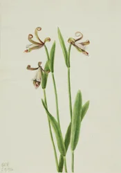 Knabenkraut (Pogonia divaricata)
