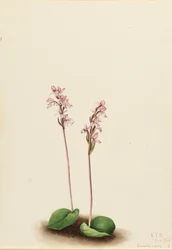 Rundblättrige Orchis Orchis rotundifolia, 1924