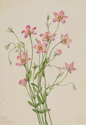 Salzwiesen-Rosengentian Sabbatia stellaris