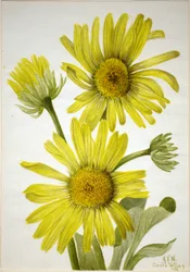 Satinblatt-Goldkopf (Enceliopsis covillei)