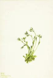 Saxifrage Saxifraga caespitosa