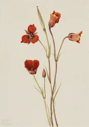 Scharlachrote Mariposa (Calochortus kennedyi)