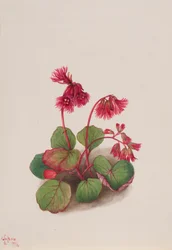 Schizocodon soldanelloides, 1936