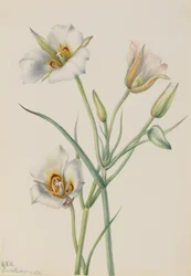Sego-Lilie Calochortus nuttallii, 1933