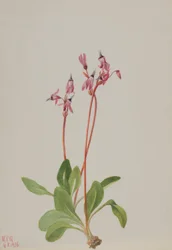 Sternschnuppe (Dodecatheon hendersonii)