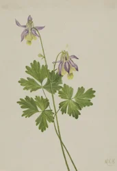 Kurzspornige Akelei Aquilegia brevistyla, 1907