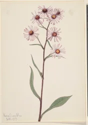 Prächtige Aster (Aster conspicuus)