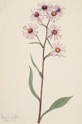 Pracht-Aster Aster conspicuus