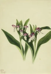Prächtige Orchis (Orchis spectabilis)