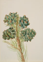 Einblättrige Kiefer Pinus monophylla, ca. 1930er Jahre