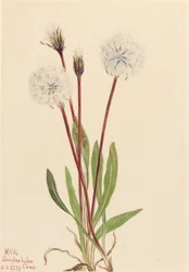 Schlanke Agoseris (Agoseris gracilens)