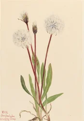 Schlanke Agoseris Agoseris gracilens
