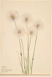 Schmalblättriges Wollgras (Eriophorum chamissonis)