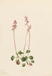 Kleine Pyrola Pyrola minor
