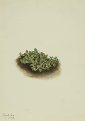 Schneeweide (Salix nivalis)